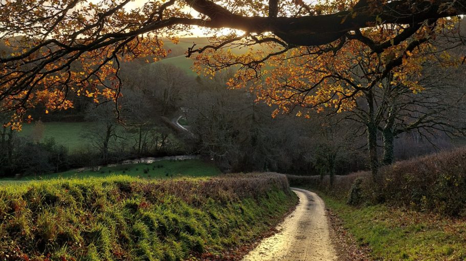 Autumn Leaves Autumn